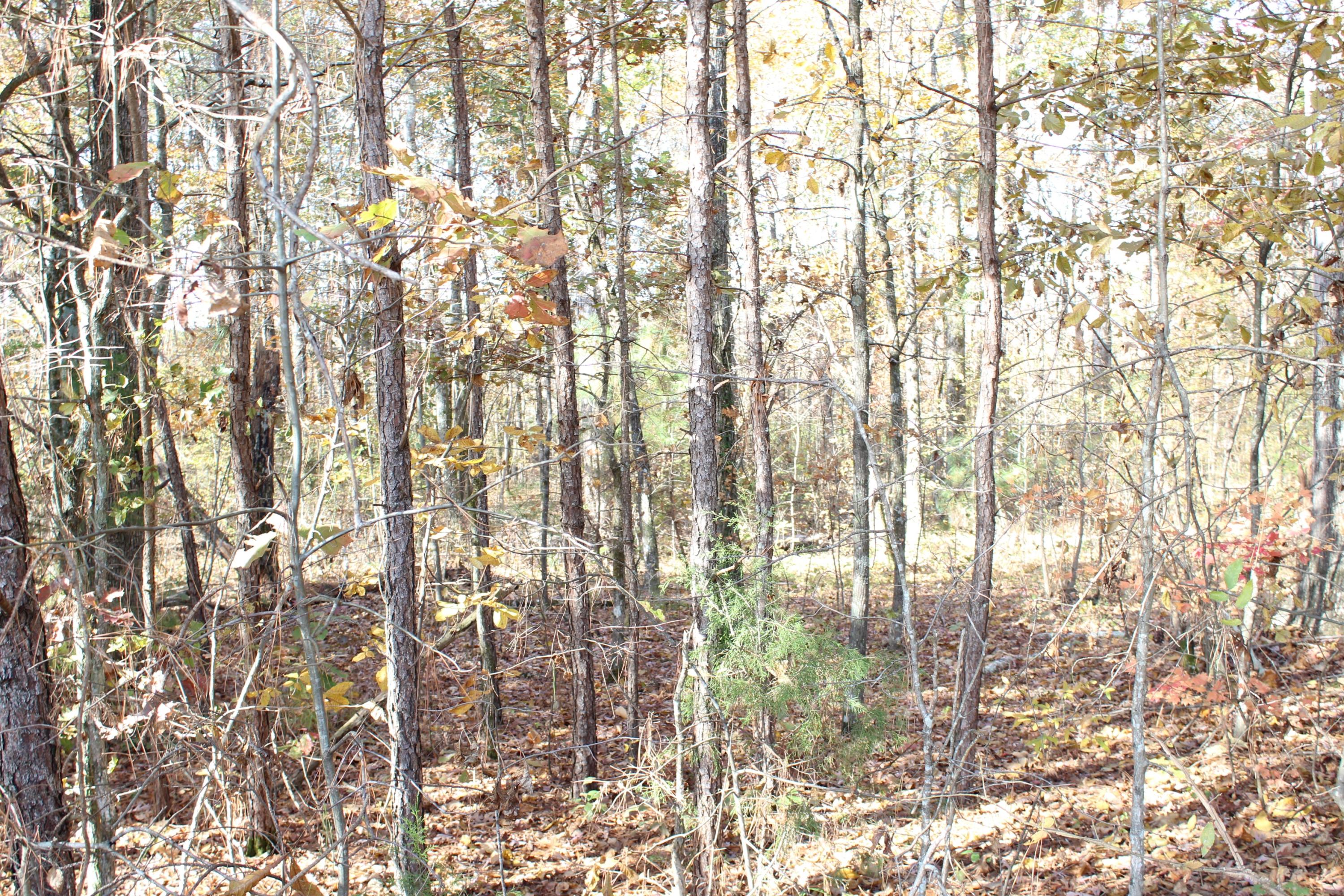 0 Mc Clure Road Cleveland, TN 37323 - Photo 6 of 8 IMG_1776