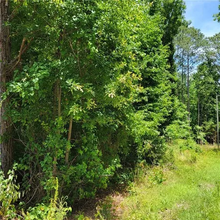 a view of a lush green forest