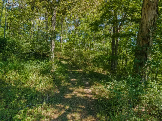 a view of a lush green forest