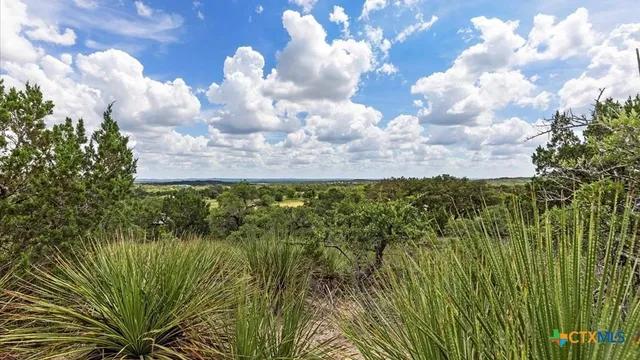 a view of a bunch of trees in the background