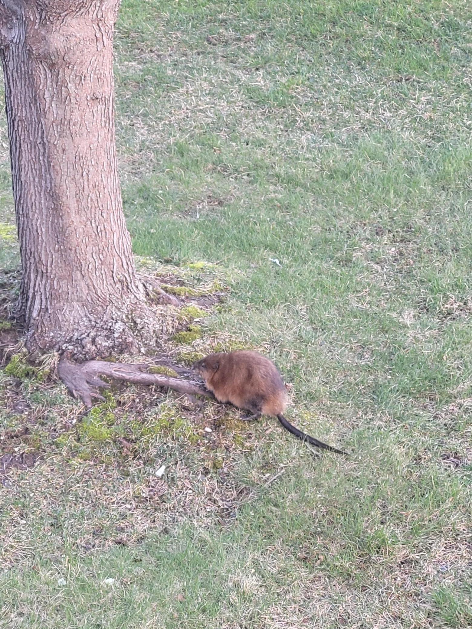 1301 McKusick Rd Lane North Stillwater, MN 55082 - Photo 32 of 39