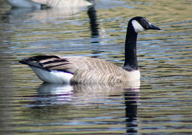 $445,000 | 1301 McKusick Rd Lane North, Stillwater, MN 55082