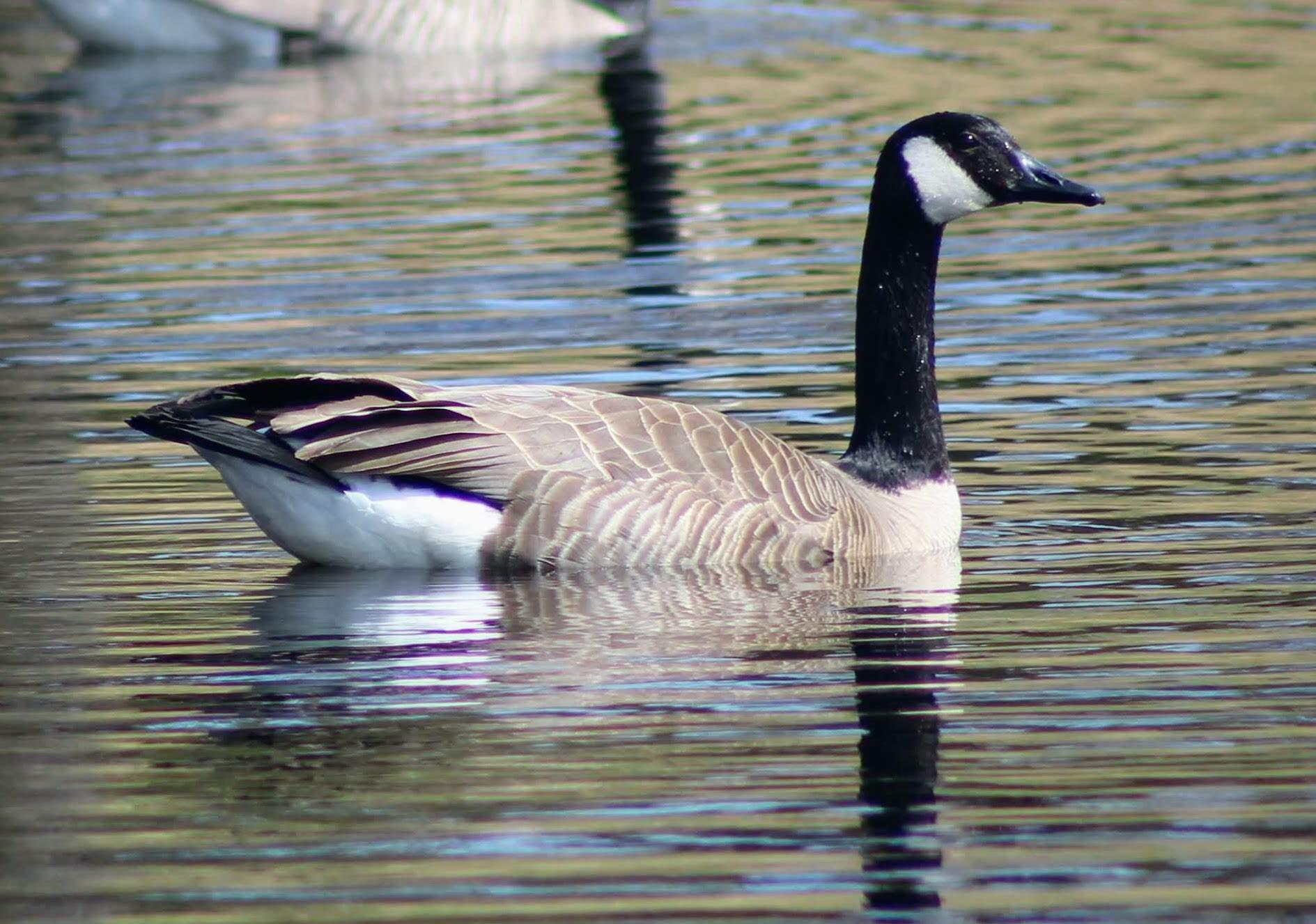 1301 McKusick Rd Lane North Stillwater, MN 55082 - Photo 36 of 39