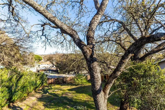a view of a tree in a yard