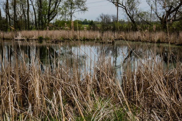 5313 North Branch Road Coloma, MI 49038 - Photo 28 of 30 N Branch pond close