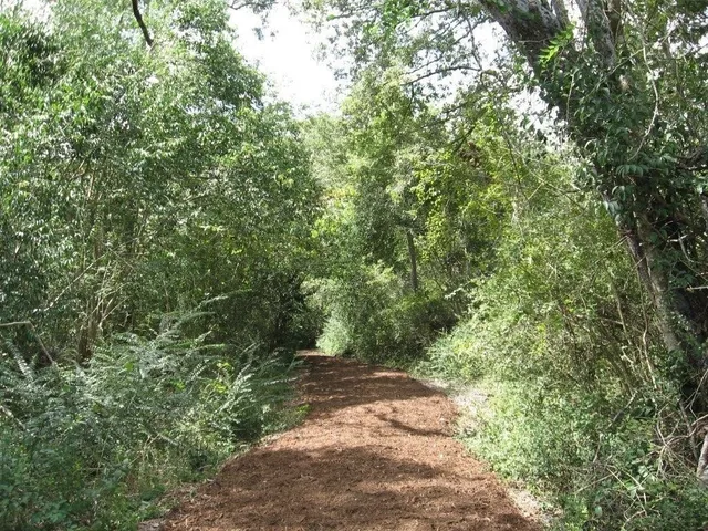 a close up of a plant in a forest
