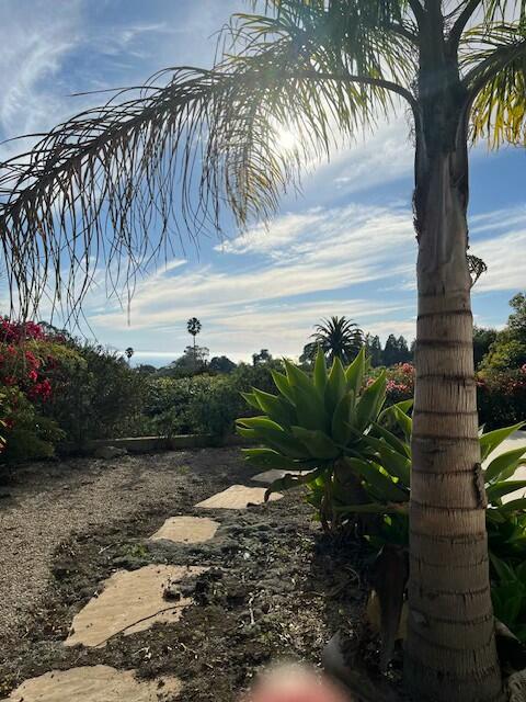 824 Alston Road Santa Barbara, CA 93108 - Photo 23 of 25 a view of a yard with plants and a large tree