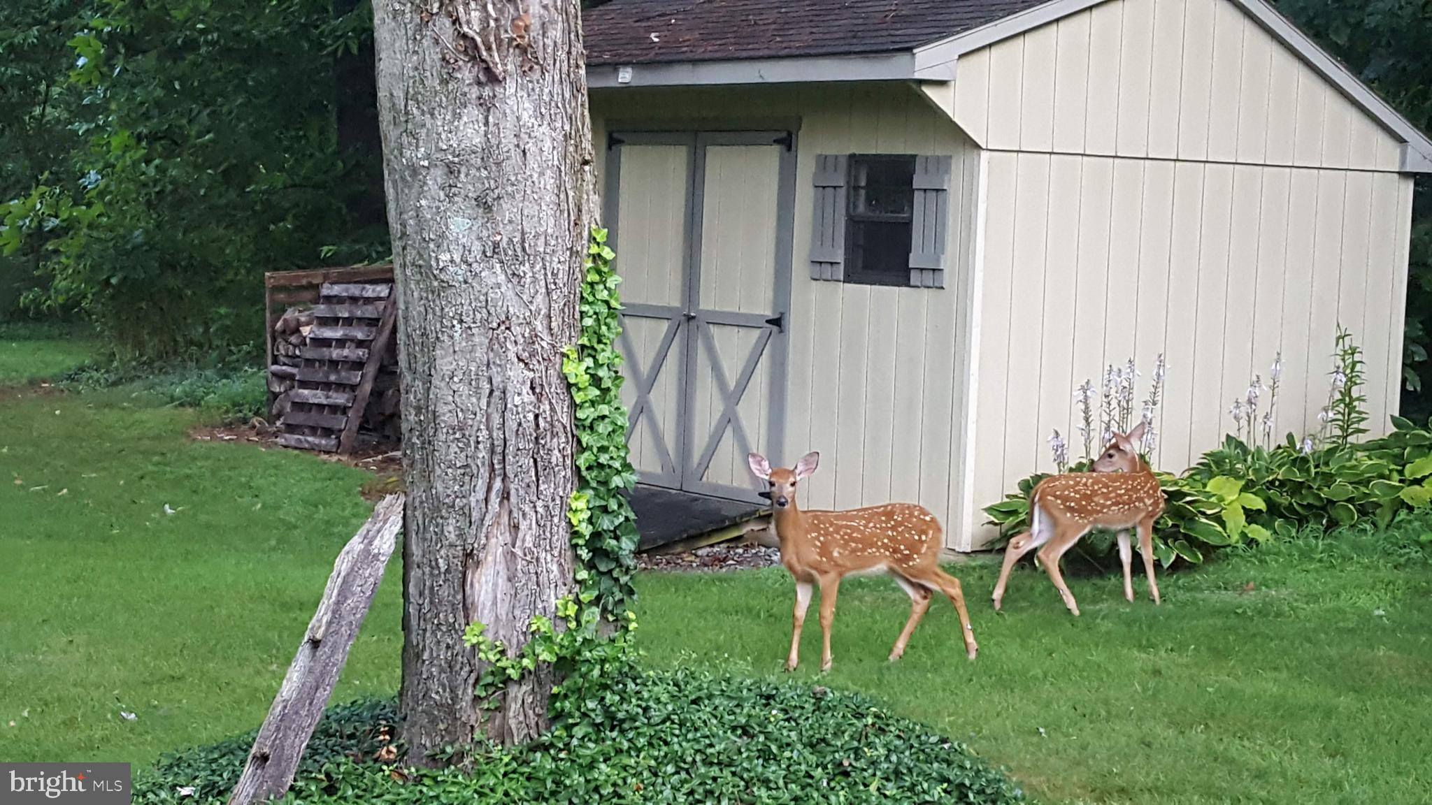 7136 Union Deposit Road Hummelstown, PA 17036 - Photo 33 of 37 Wildlife