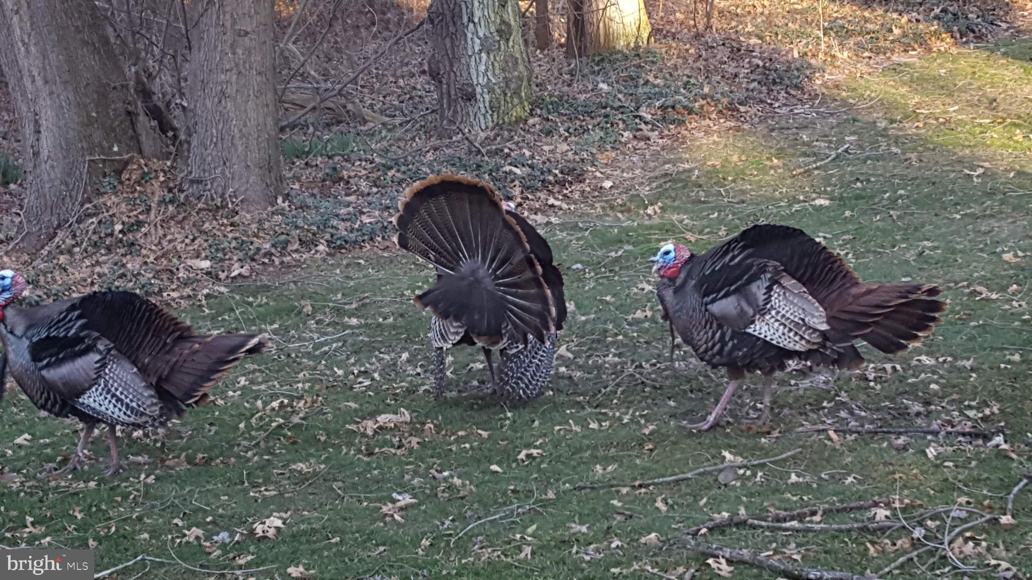 7136 Union Deposit Road Hummelstown, PA 17036 - Photo 34 of 37 Wildlife