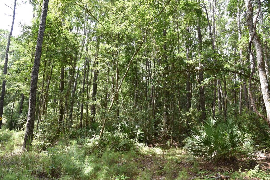 375 Buck Springs Road Palatka, FL 32177 - Photo 68 of 78 Gallery Image 68