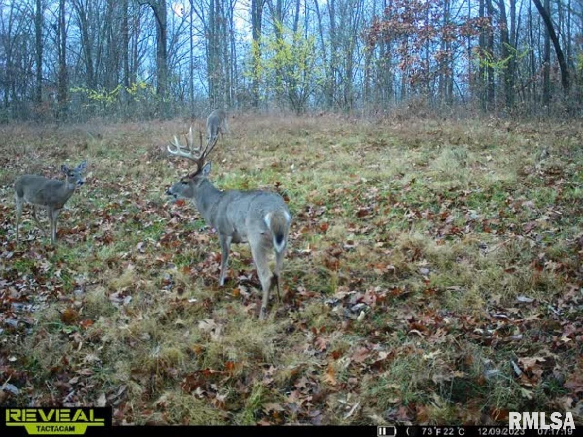 0 Goodman Pond Road Dongola, IL 62926 - Photo 12 of 72 Gallery Image 12