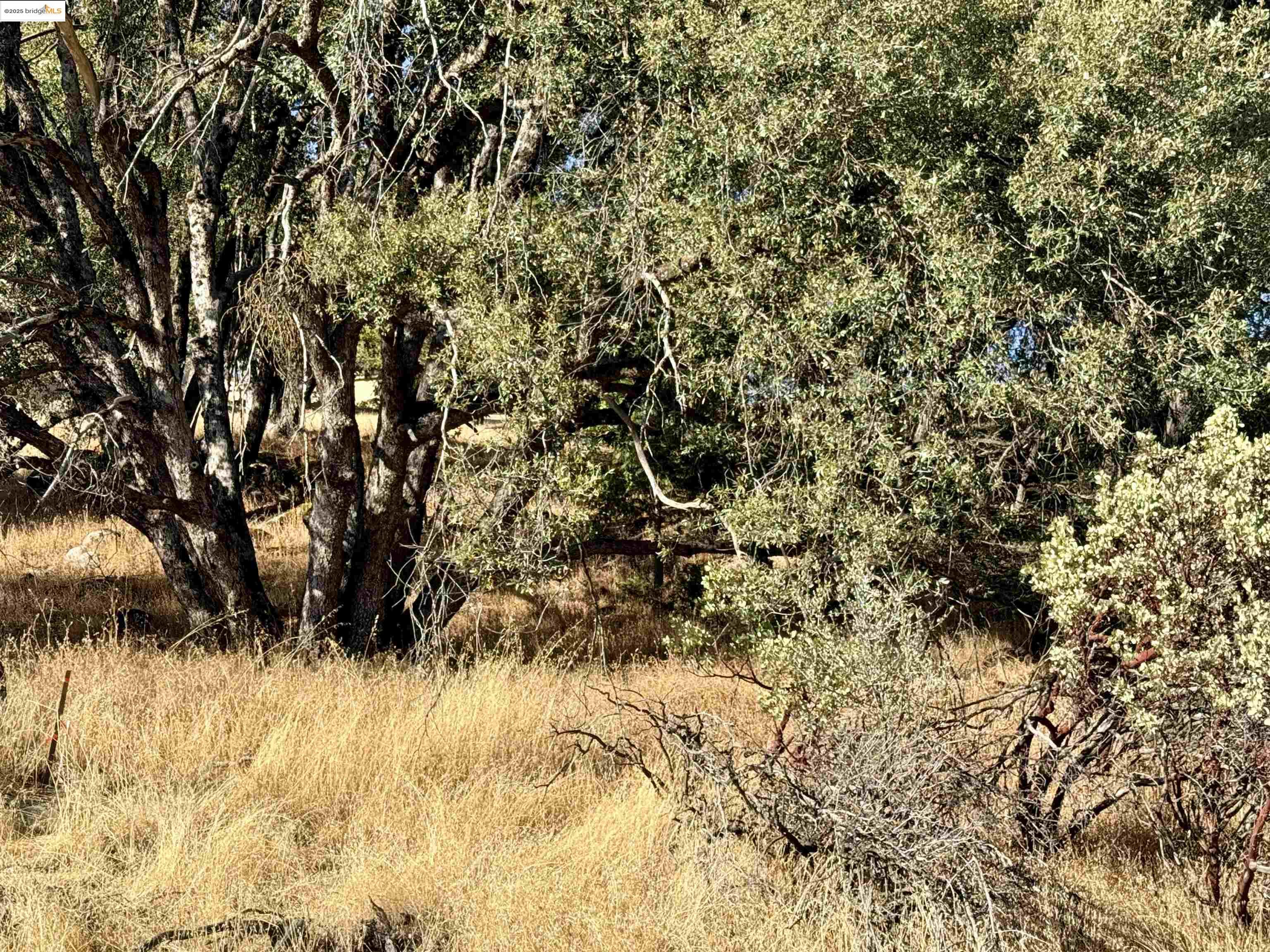 21858 Phoenix Lake Road Sonora, CA 95370 - Photo 11 of 17 a view of a yard