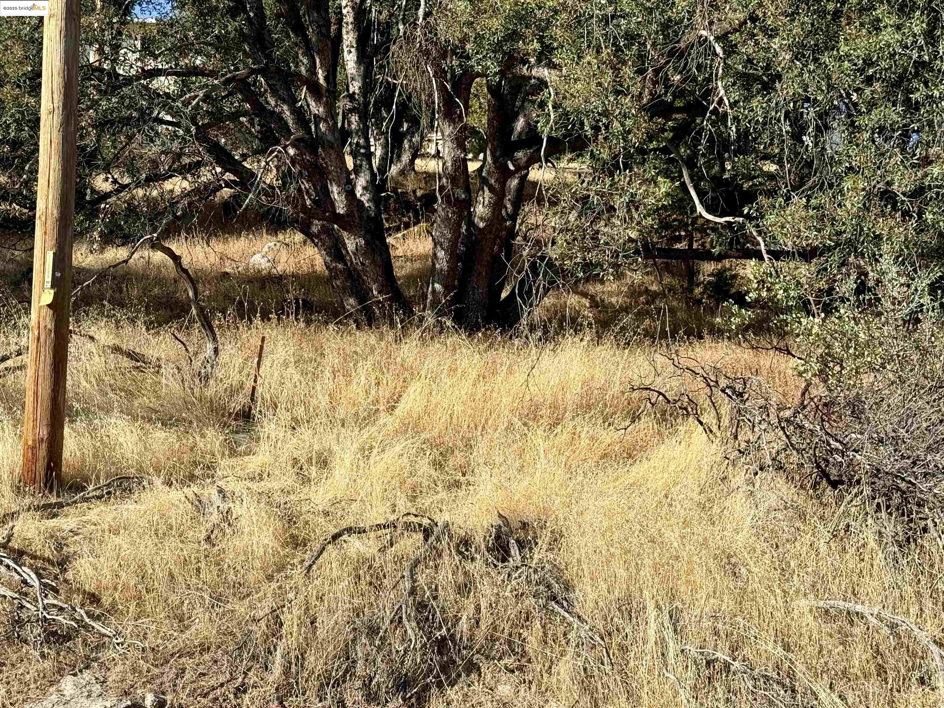 21858 Phoenix Lake Road Sonora, CA 95370 - Photo 12 of 17 a view of a yard