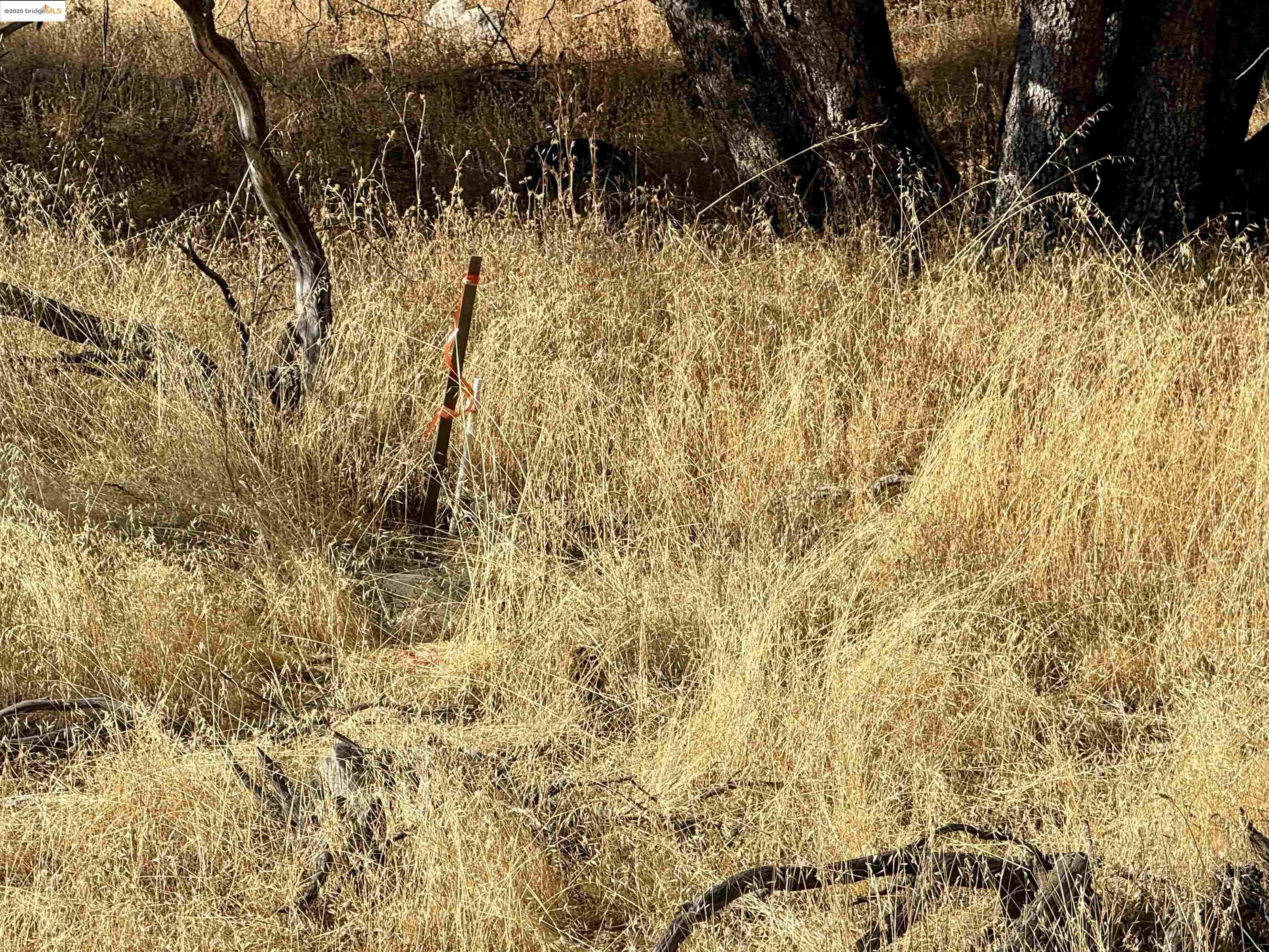 21858 Phoenix Lake Road Sonora, CA 95370 - Photo 13 of 17 a view of a yard with trees