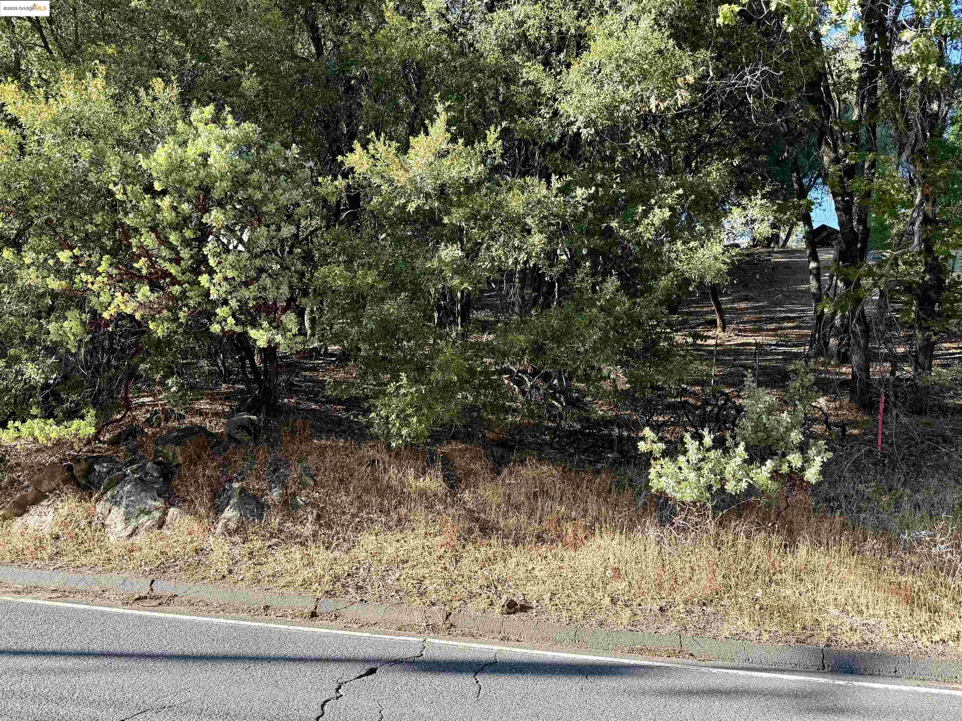 21858 Phoenix Lake Road Sonora, CA 95370 - Photo 15 of 17 a view of a yard with plants