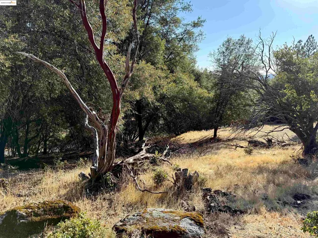 a view of a tree with a yard