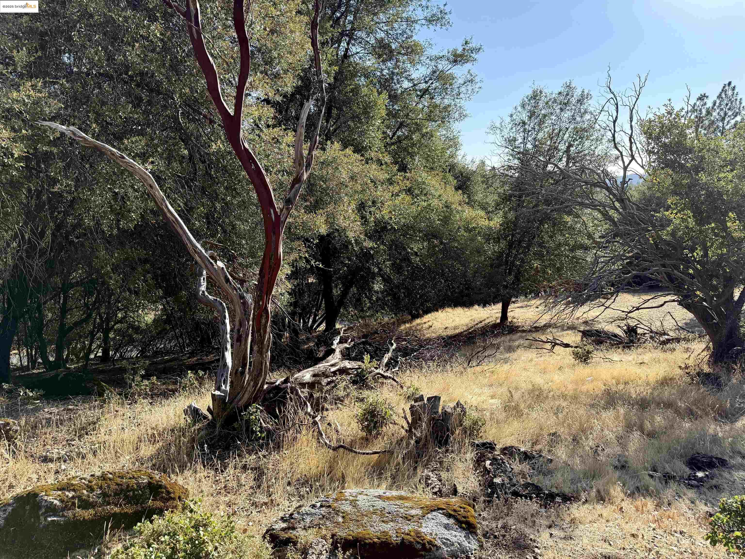 21858 Phoenix Lake Road Sonora, CA 95370 - Photo 17 of 17 a view of a tree with a yard