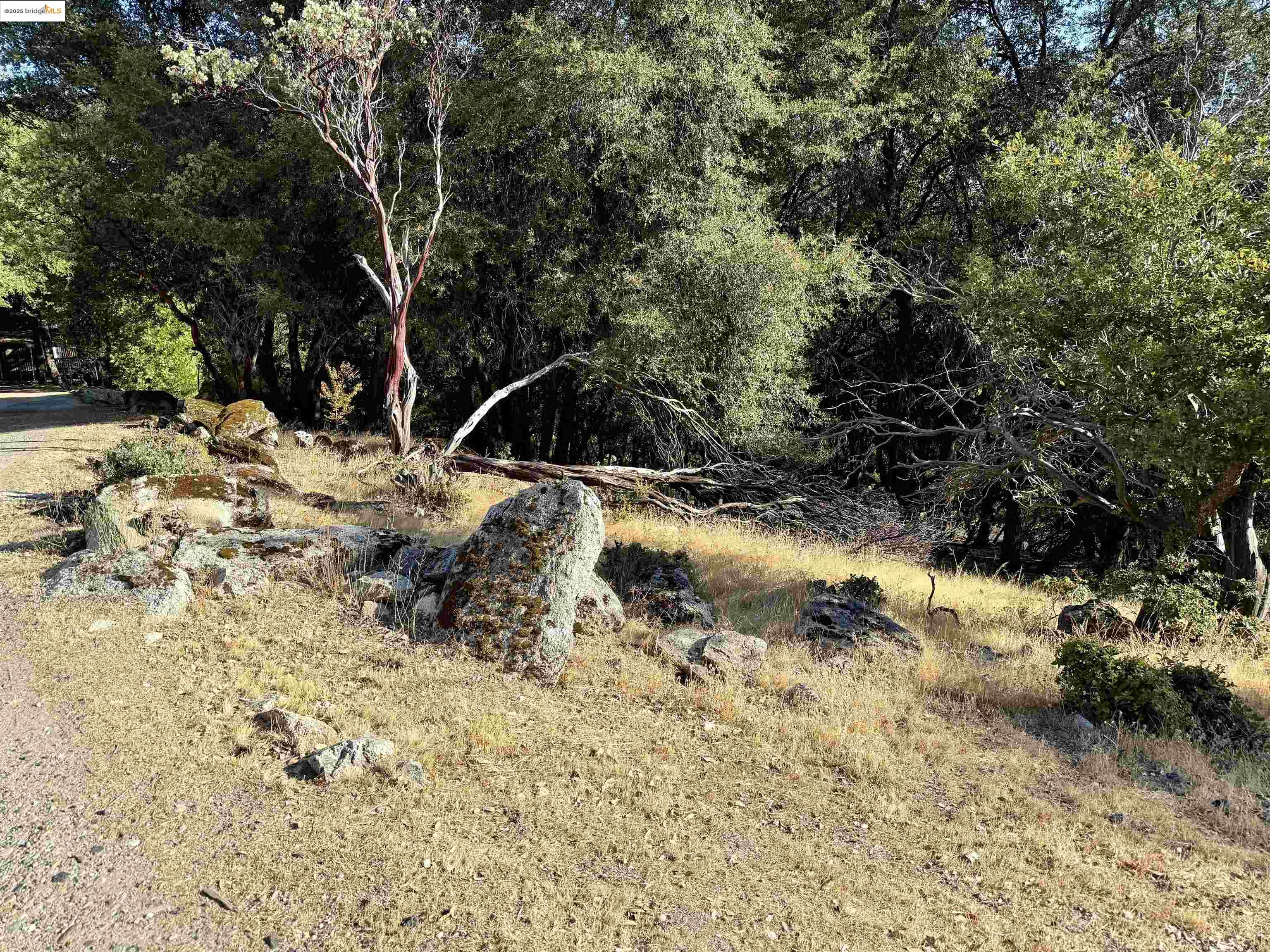 21858 Phoenix Lake Road Sonora, CA 95370 - Photo 2 of 17 a view of a yard with a tree