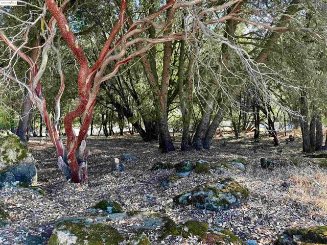 a view of a tree in the middle of a yard