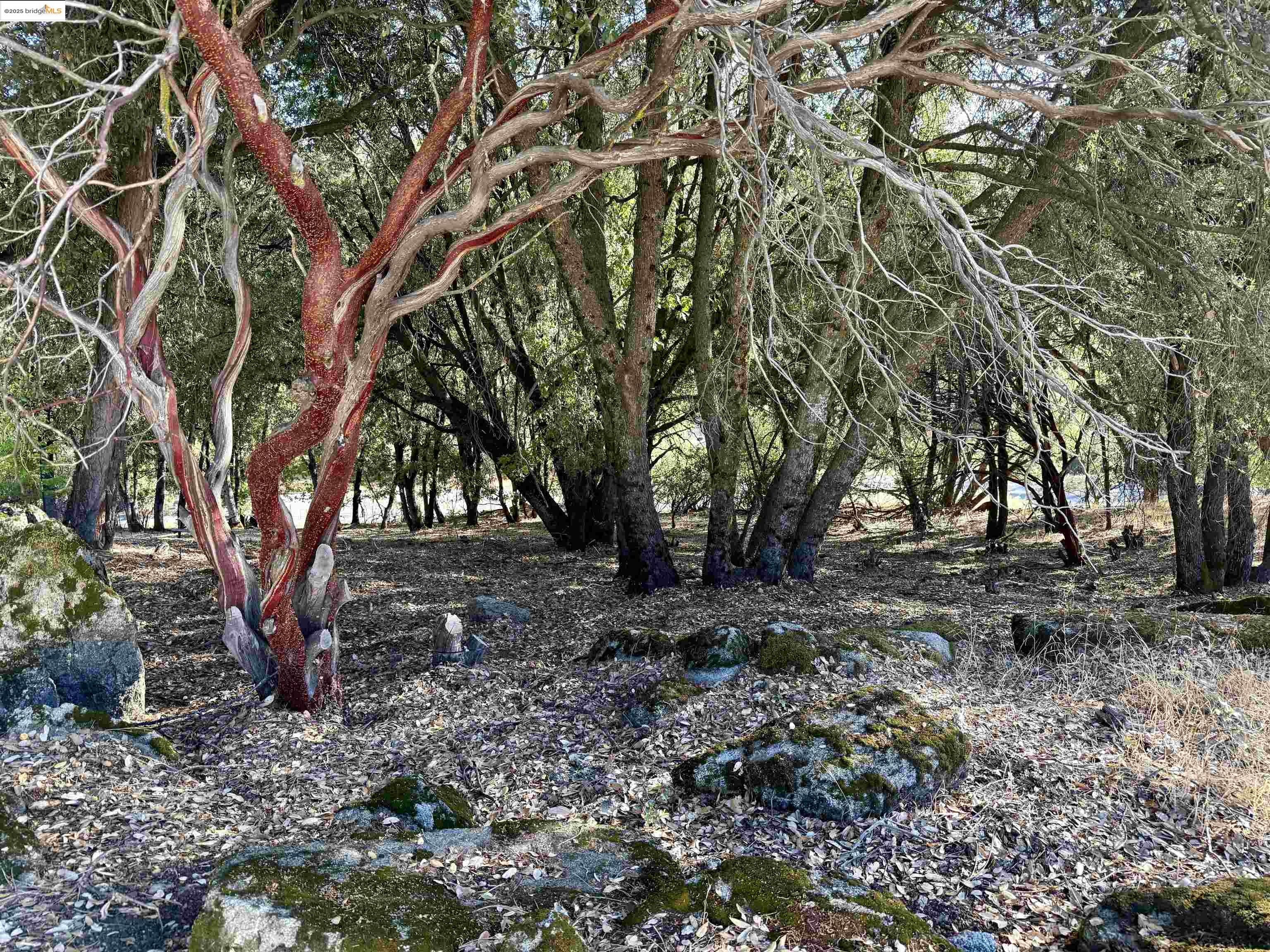 21858 Phoenix Lake Road Sonora, CA 95370 - Photo 3 of 17 a view of a tree in the middle of a yard
