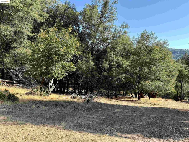 a view of a yard with a tree