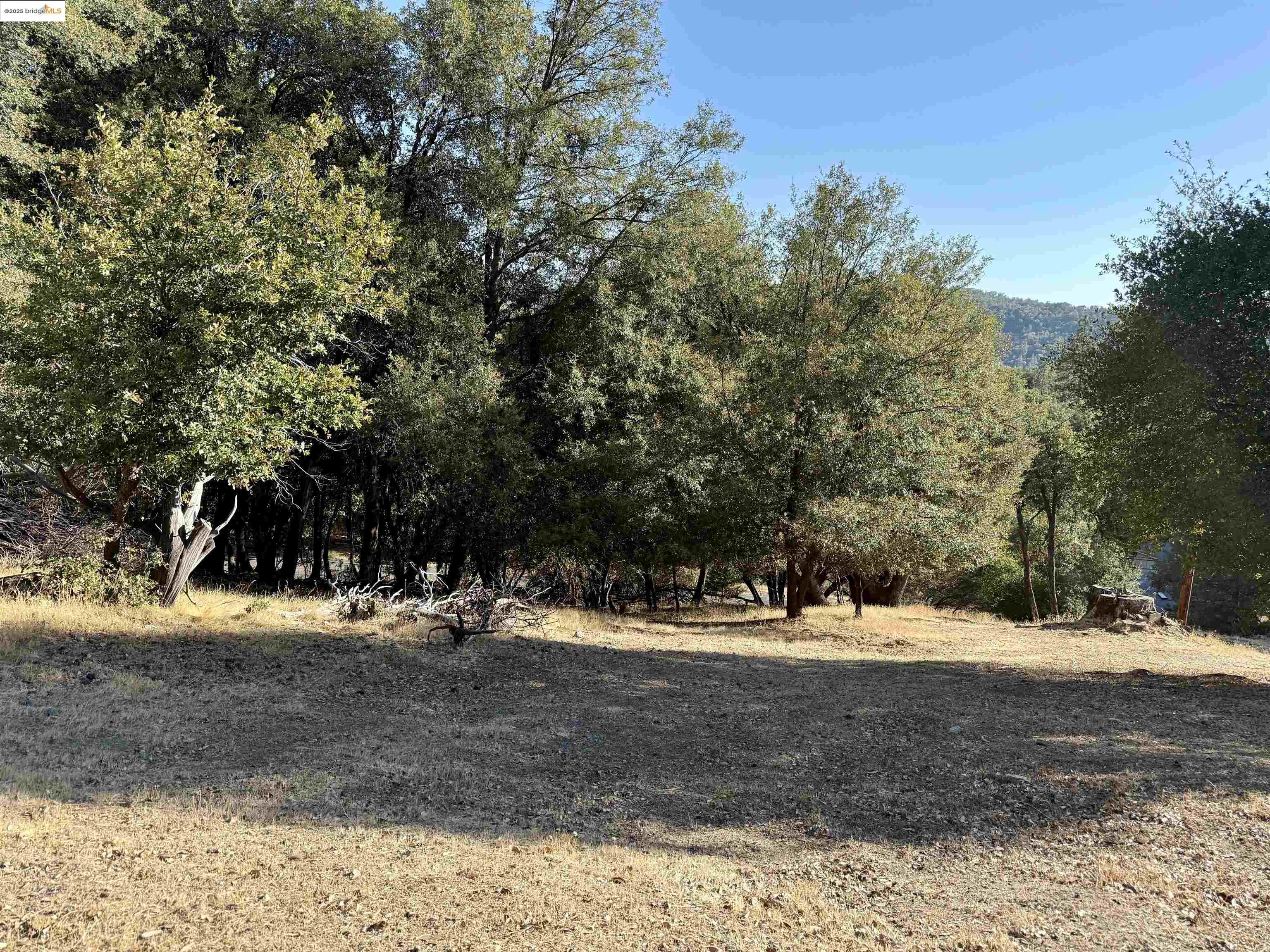 21858 Phoenix Lake Road Sonora, CA 95370 - Photo 9 of 17 a view of dirt yard with a large tree