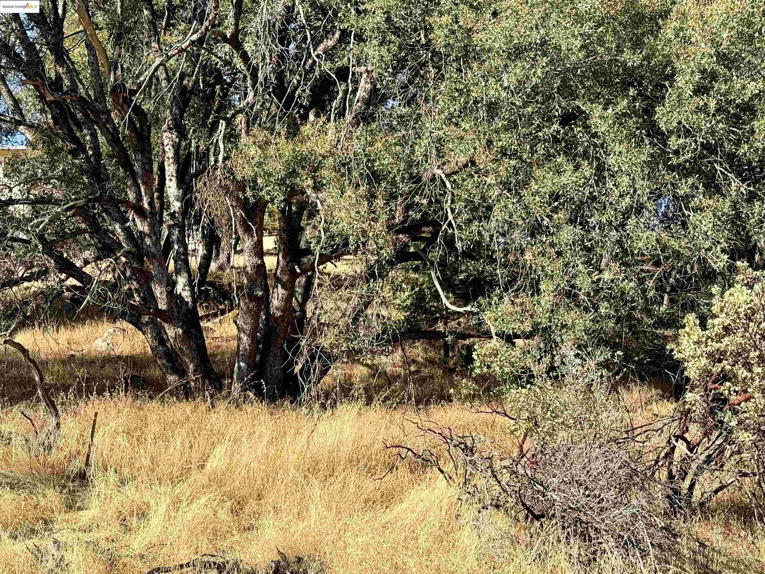 21858 Phoenix Lake Road Sonora, CA 95370 - Photo 10 of 17 a view of a yard