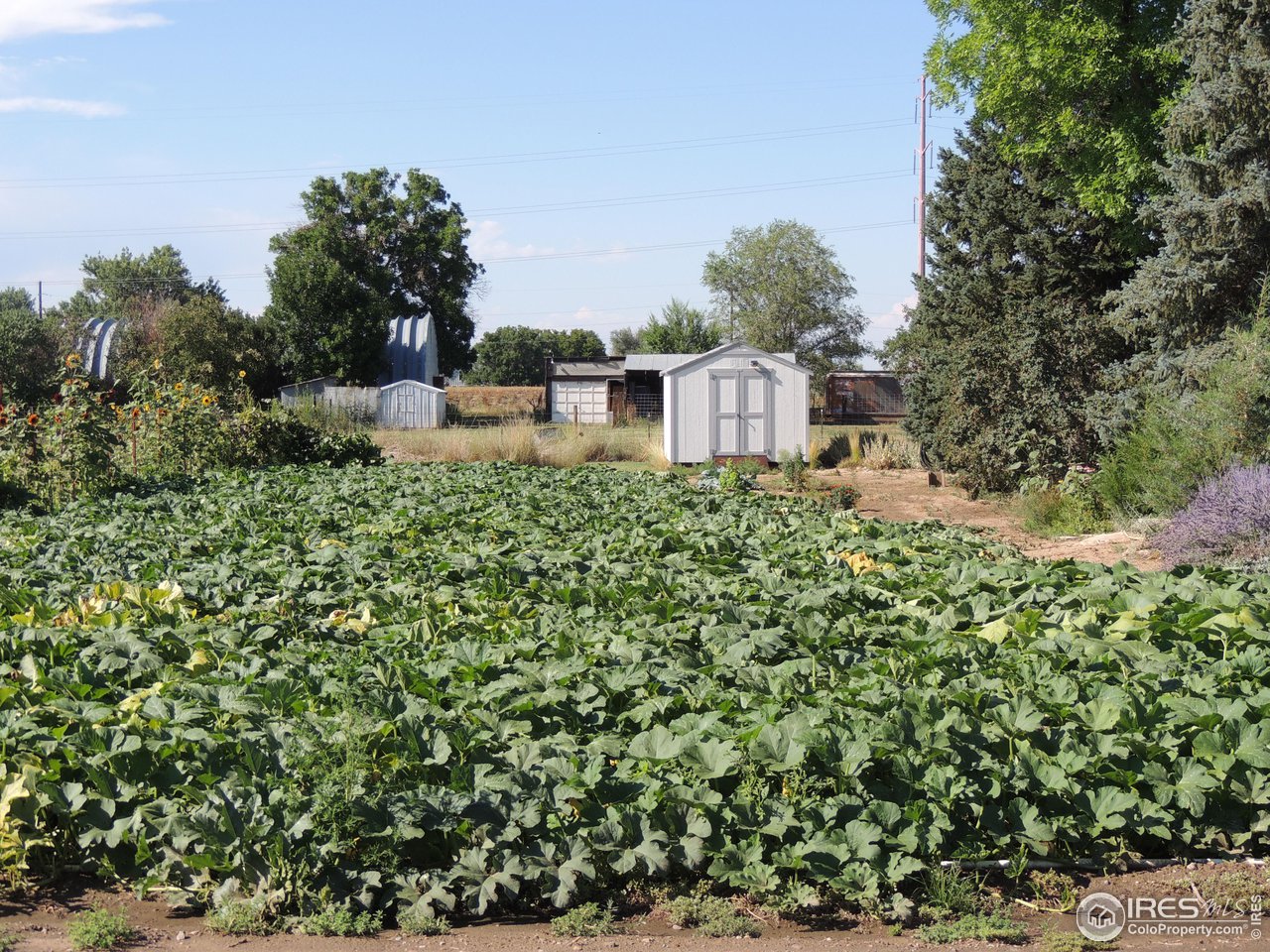3920 Northeast County Line Road Erie, CO 80516 - Photo 24 of 37 Pumpkin patch