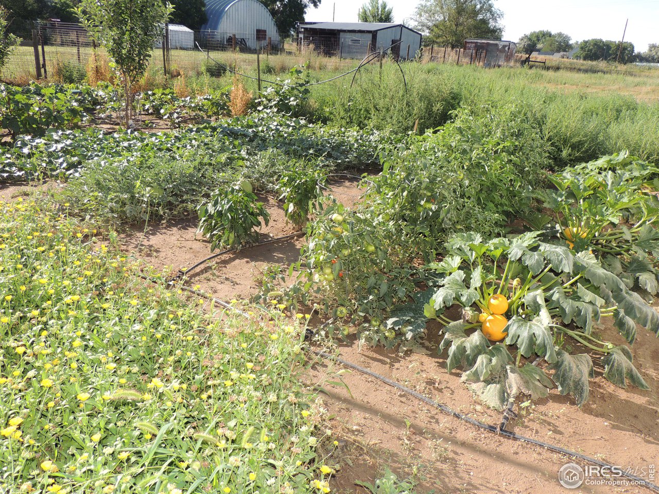 3920 Northeast County Line Road Erie, CO 80516 - Photo 30 of 37 More gardens - rhubarb, asperagus and herb garden