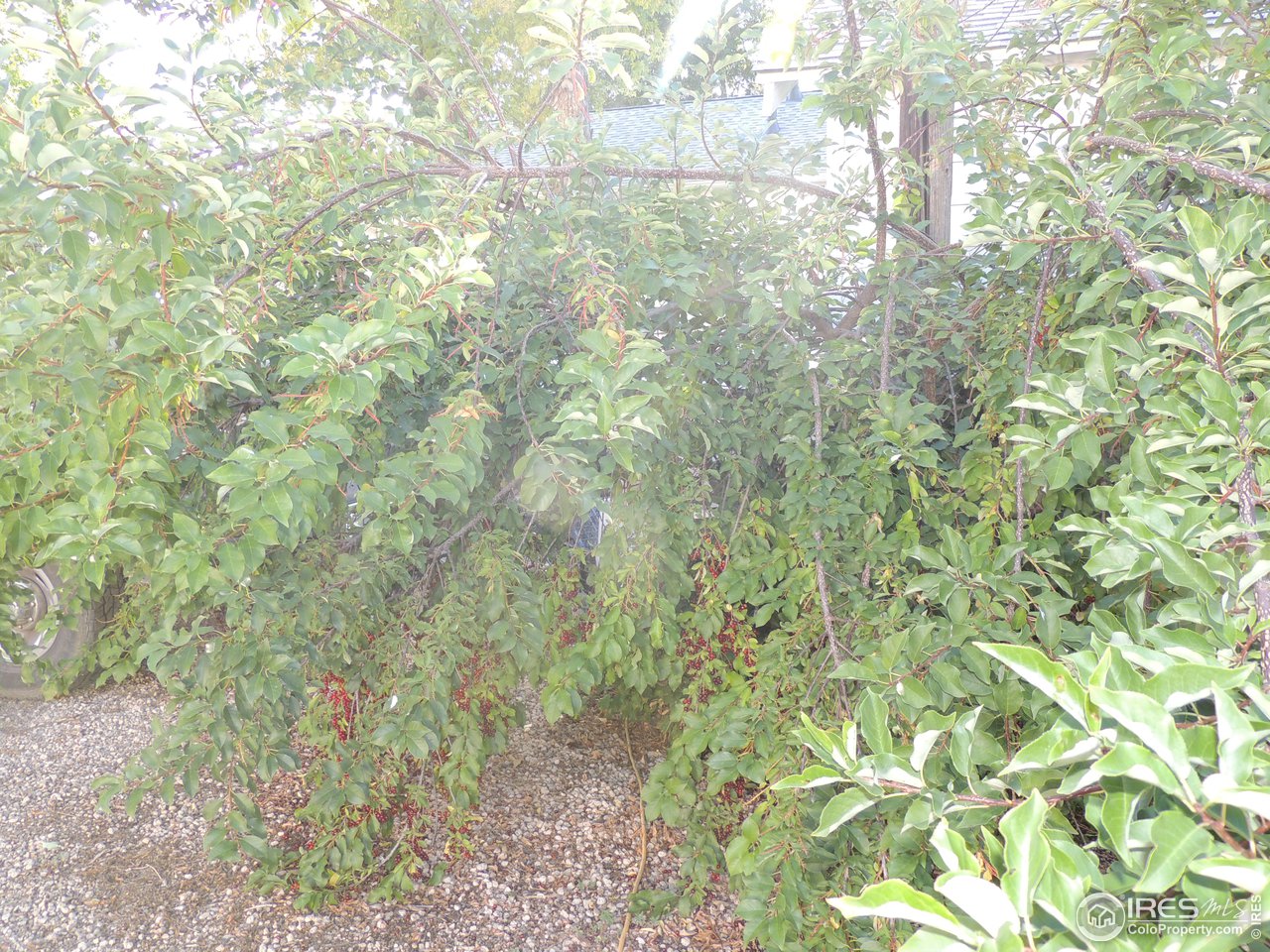 3920 Northeast County Line Road Erie, CO 80516 - Photo 31 of 37 Chokecherry bushes