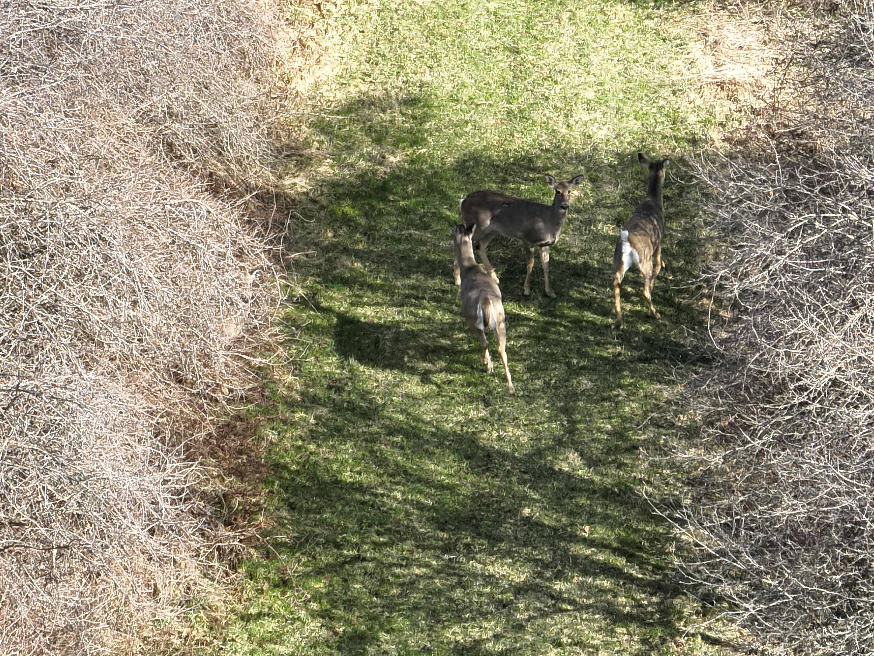 5140 37 Mile Road Romeo, MI 48065 - Photo 14 of 15 Deer Pic Cardellio