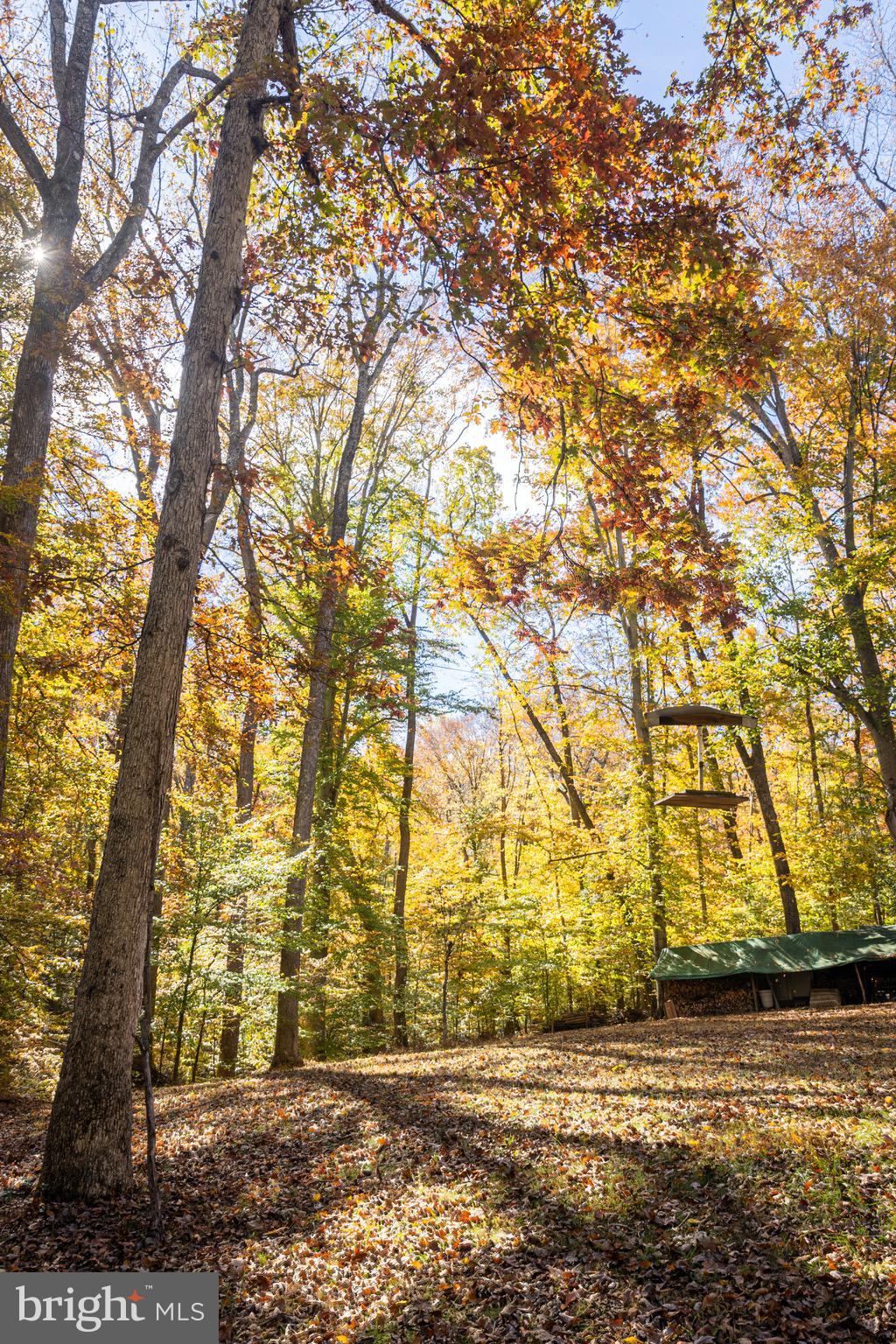 2720 Hidden Valley Road Accokeek, MD 20607 - Photo 12 of 43 a view of yard with large trees