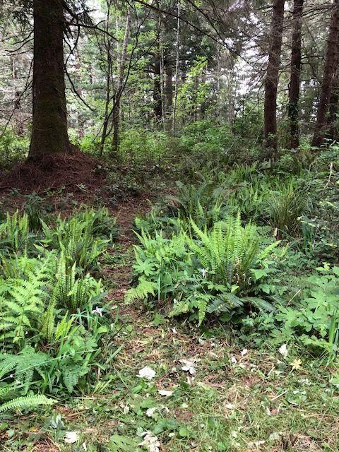 0 Splinter Lane Arcata, CA 95521 - Photo 3 of 15