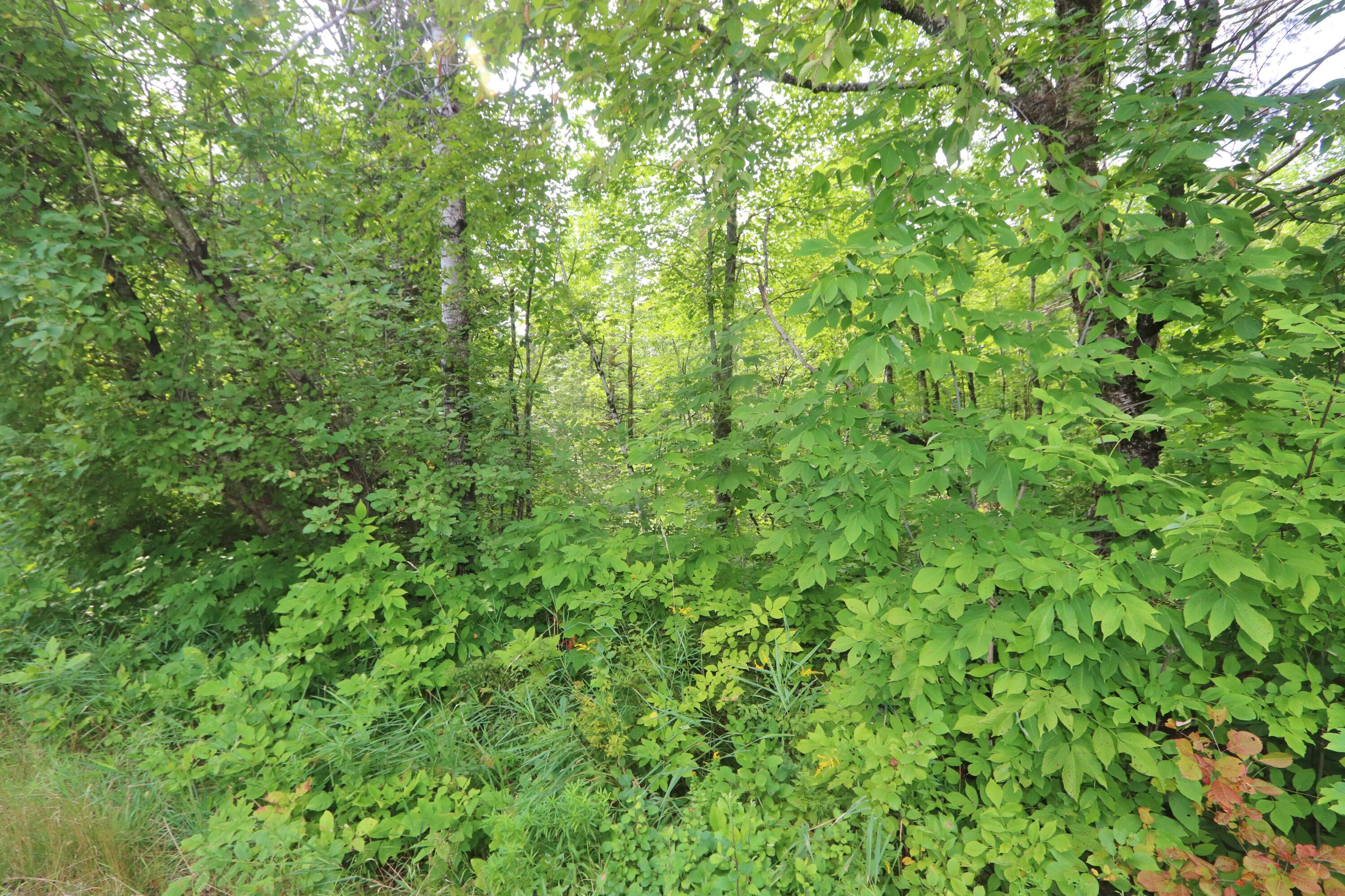 0 Puddledock Road Charleston, ME 04422 - Photo 2 of 5 IMG_7648