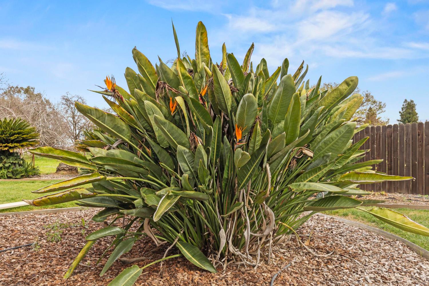 4361 Dresser Road Yuba City, CA 95993 - Photo 62 of 78