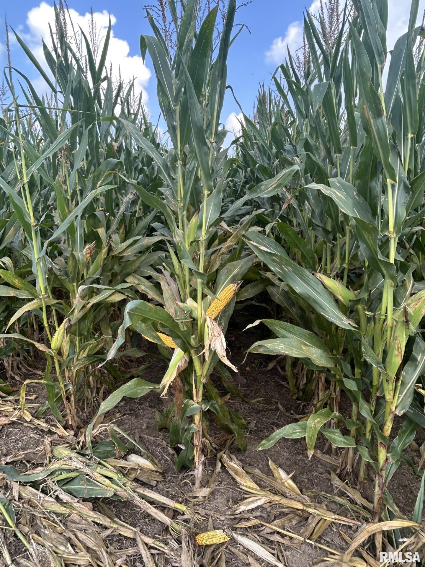 0 East 600 Road Kilbourne, IL 62655 - Photo 4 of 8