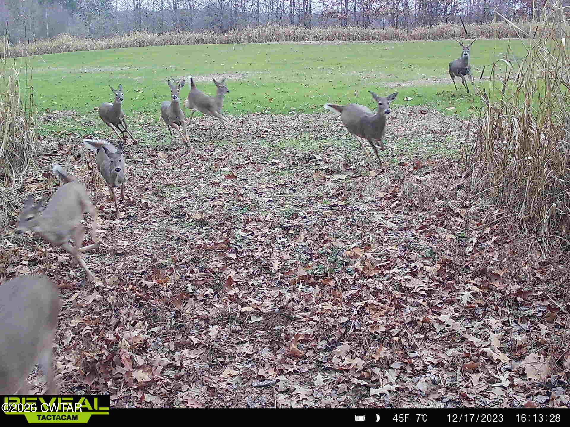 0 Finch Road Gleason, TN 38229 - Photo 24 of 25 864049057013254-100-3-12172023161328-HD-