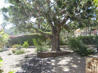 70248 Calico Road Rancho Mirage, CA 92270 - Photo 9 of 9 a view of a tree in the middle of a yard