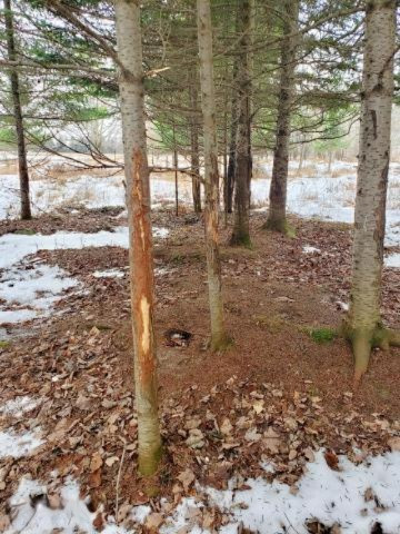 6341 East Walker Road Merritt, MI 49667 - Photo 16 of 71 20190206215201515088000000-o