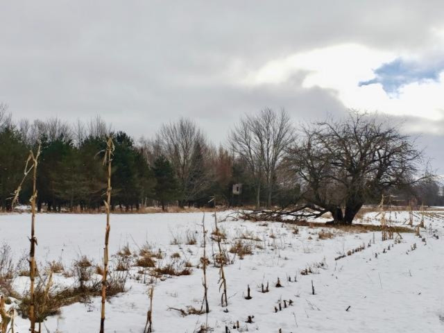 6341 East Walker Road Merritt, MI 49667 - Photo 19 of 71 20190206215821764598000000-o