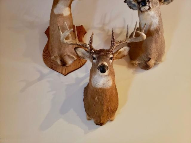6341 East Walker Road Merritt, MI 49667 - Photo 21 of 71 20190206215908437546000000-o