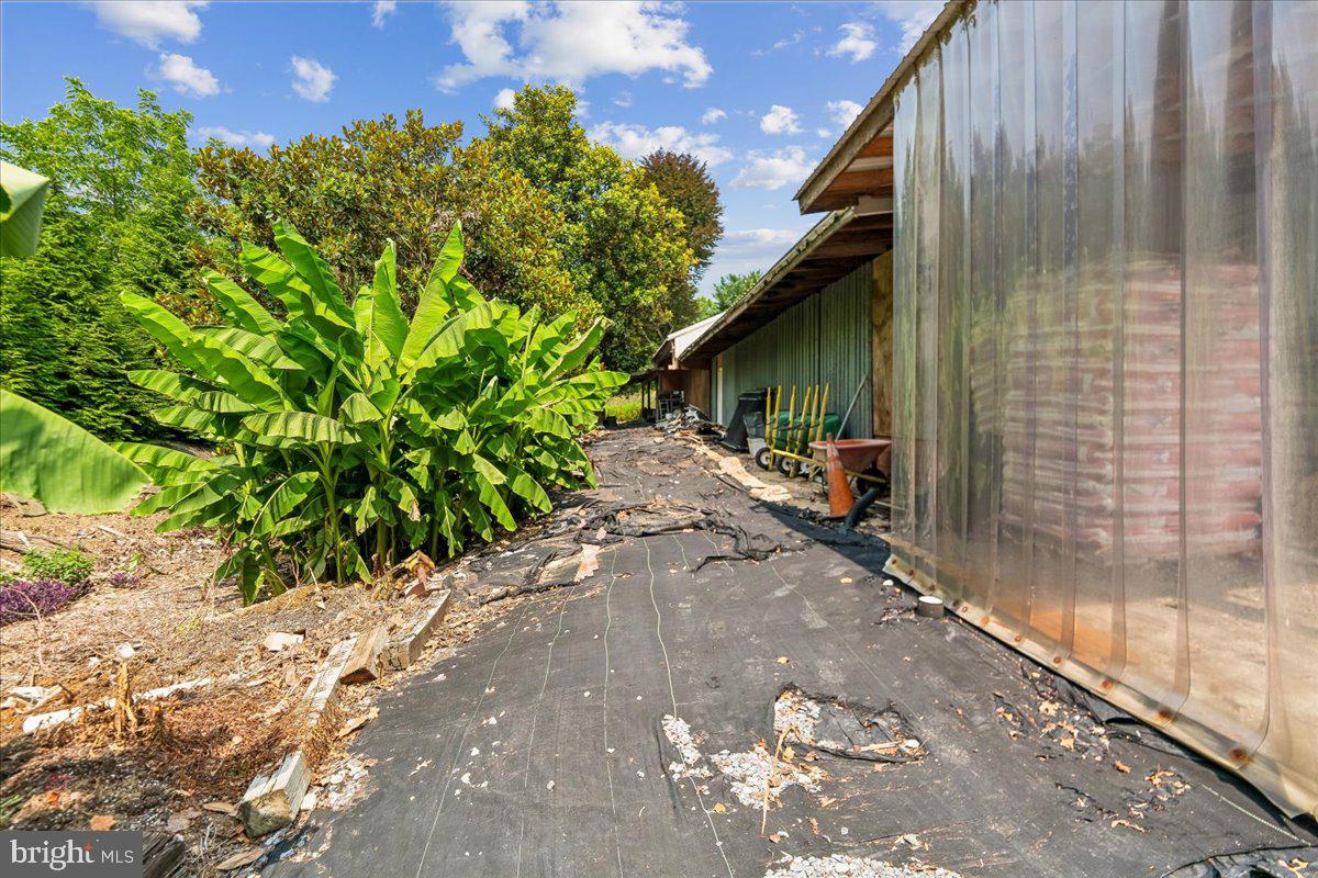 Old Mitchellville Road Bowie, MD 20716 - Photo 61 of 102 Storage back and banana forest