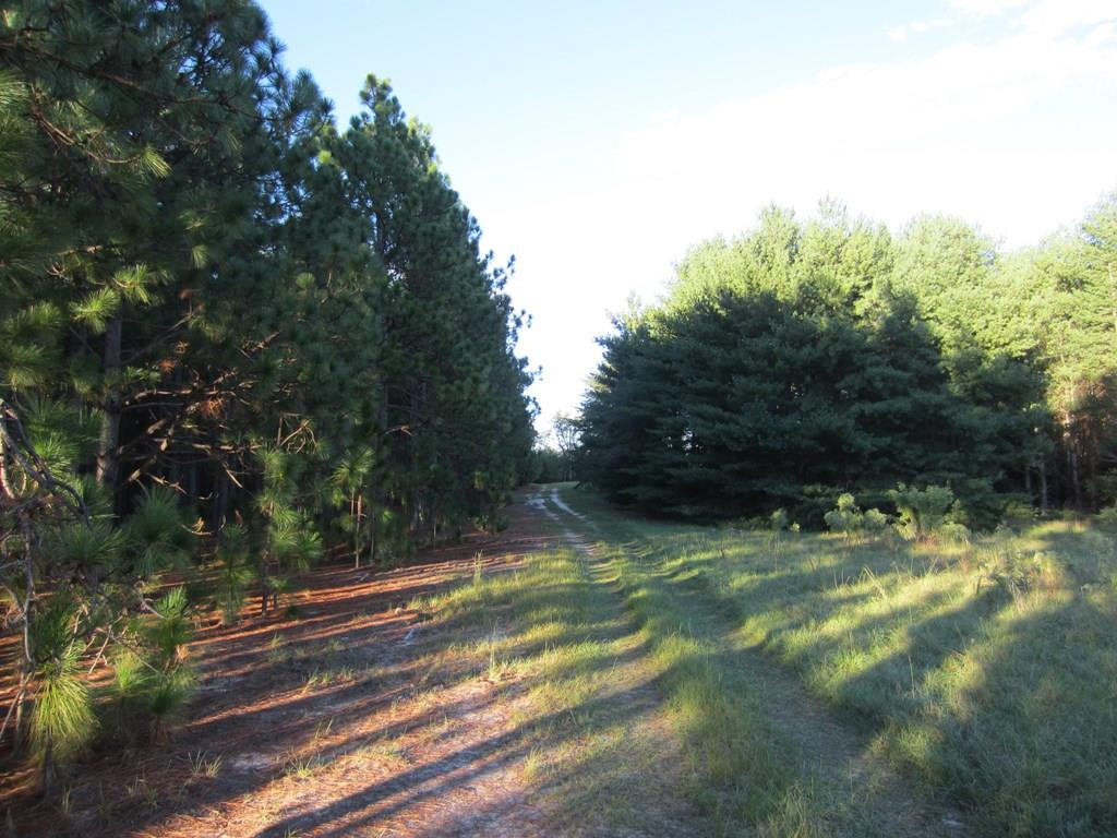 1475 Keys Pond Road Ridge Spring, SC 29129 - Photo 13 of 13