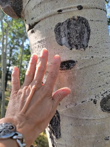 a view of a field of the house