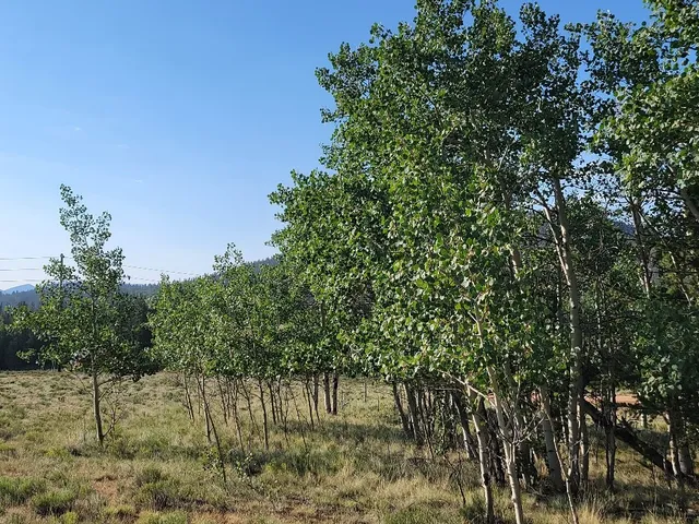 a view of backyard with green space