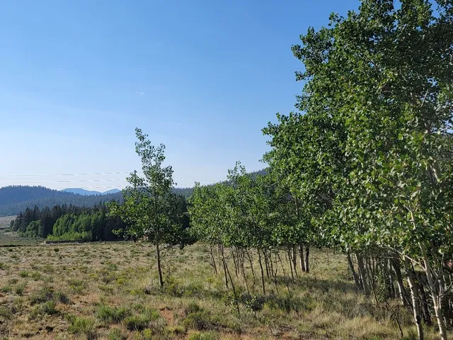 a view of a forest with lots of trees