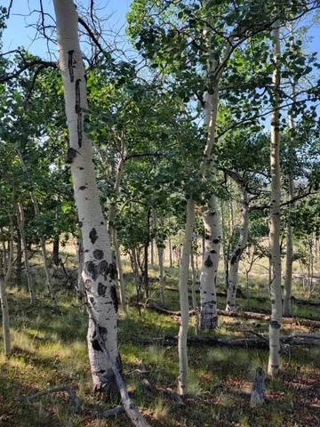 a green field with lots of trees