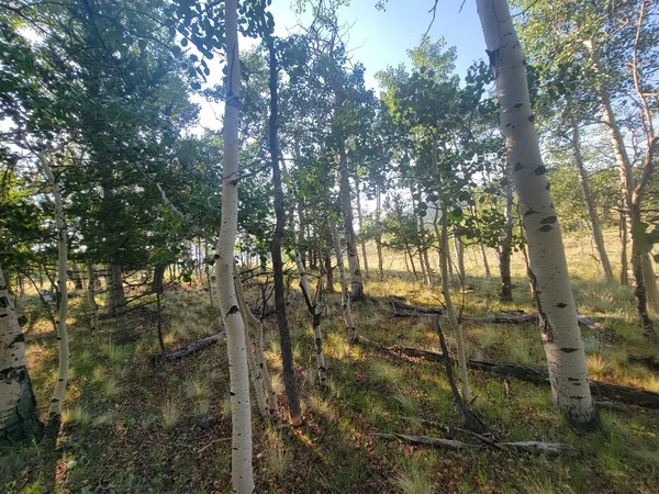 a view of outdoor space with lots of trees
