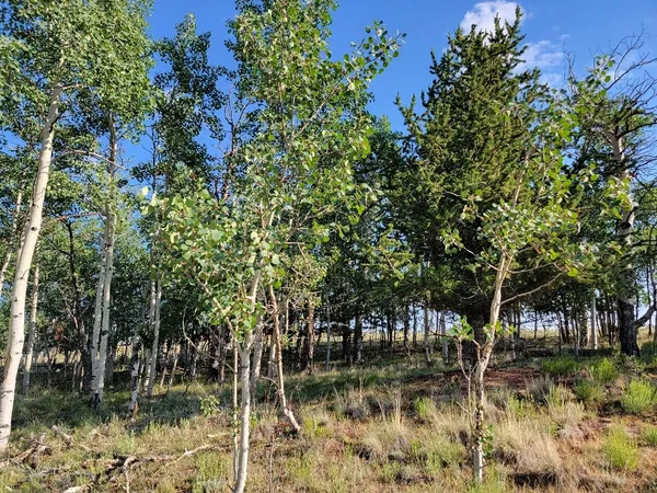 $50,000 | 1630 Wampum Lane, Como, CO 80456