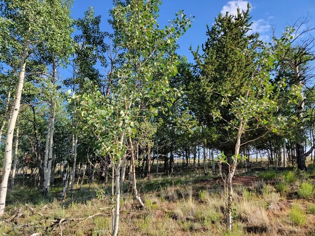 $50,000 | 1630 Wampum Lane, Como, CO 80456